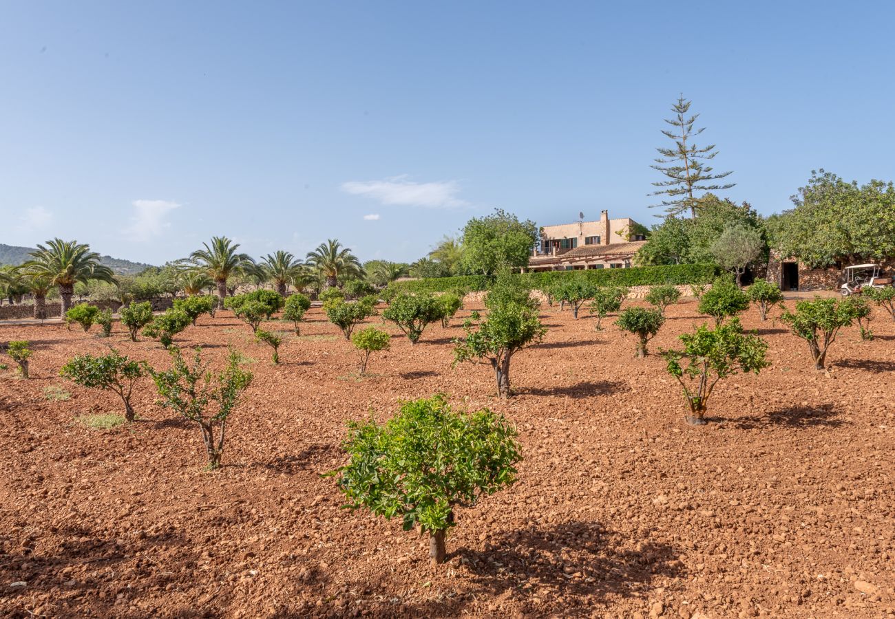 Villa en Cala Murada - Finca Es Pi by Mallorca House Rent