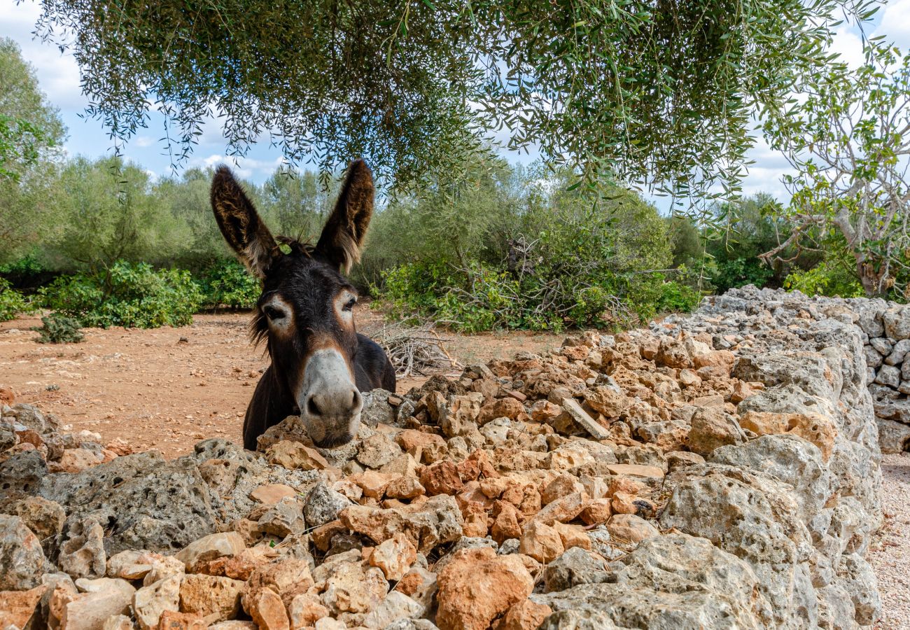 Agrotourismus in Costitx - Agroturismo Cal Tio 1, YourHouse