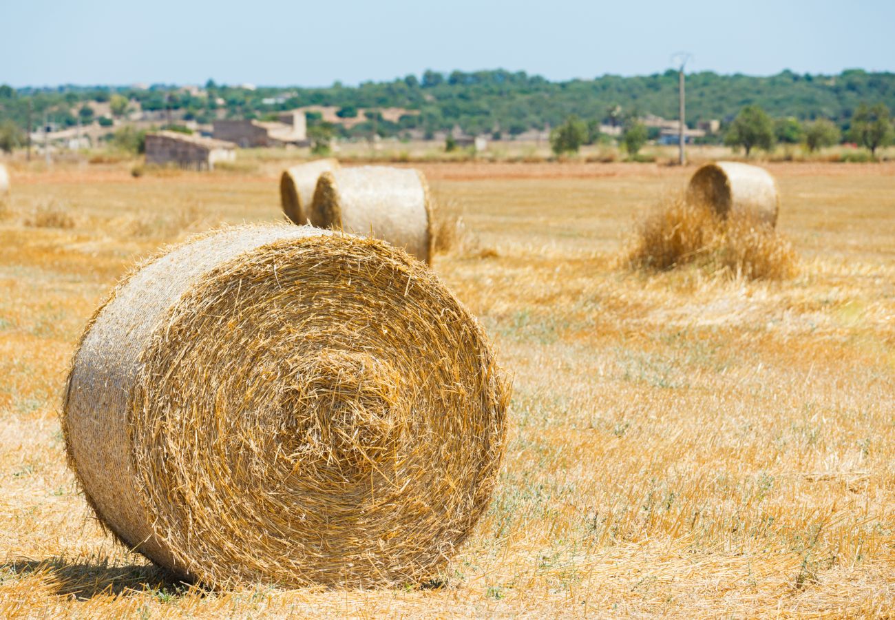 Country house in Campos - 414 Finca Can Crestall, VT1725 by Mallorca Charme