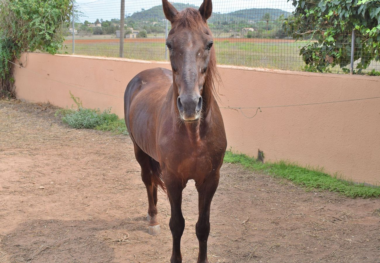 Country house in Manacor - 097 Finca Son Fonto ETV/5239 by Mallorca Charme