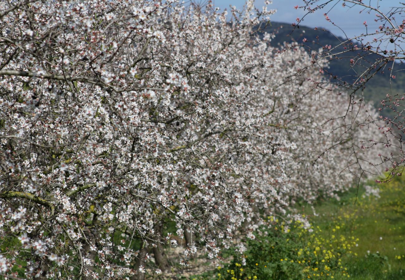 Country house in Santa Margalida - 034 Finca Ballester ETV5242 by Mallorca Charme