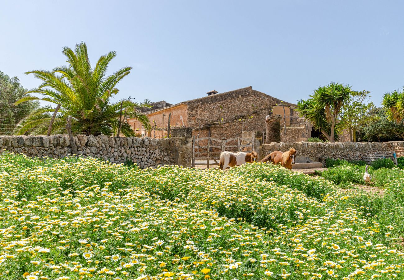 Farm stay in Campos - YourHouse Son Sala Terrat Apartment in Agroturismo